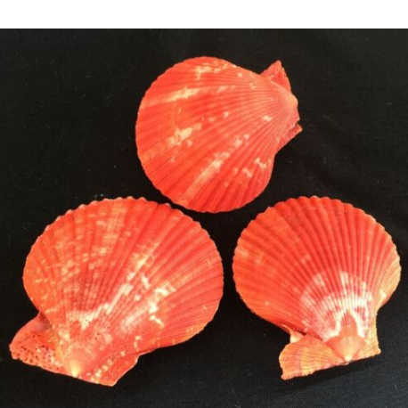 Craft Sea Shell Blue Colour