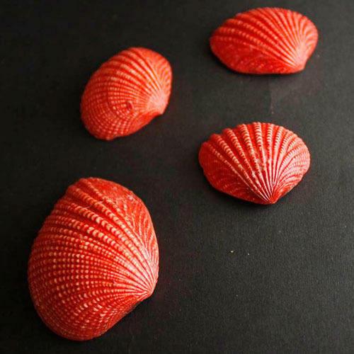 Craft Sea Shell Red Colour