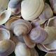 Sea Shell Mix 50
