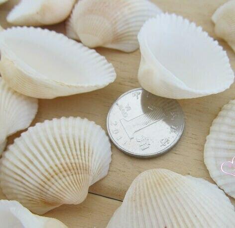 Craft Sea Shell Medium