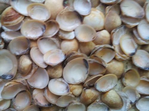 Craft Sea Shell Mix