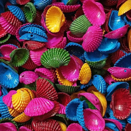 Multi colour sea shells 12 pic